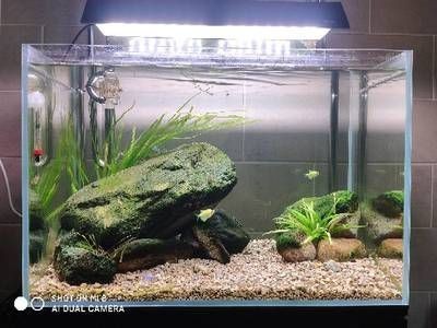 好魚(yú)缸不用換水嗎視頻大全圖片（好魚(yú)缸不用換水嗎視頻大全）