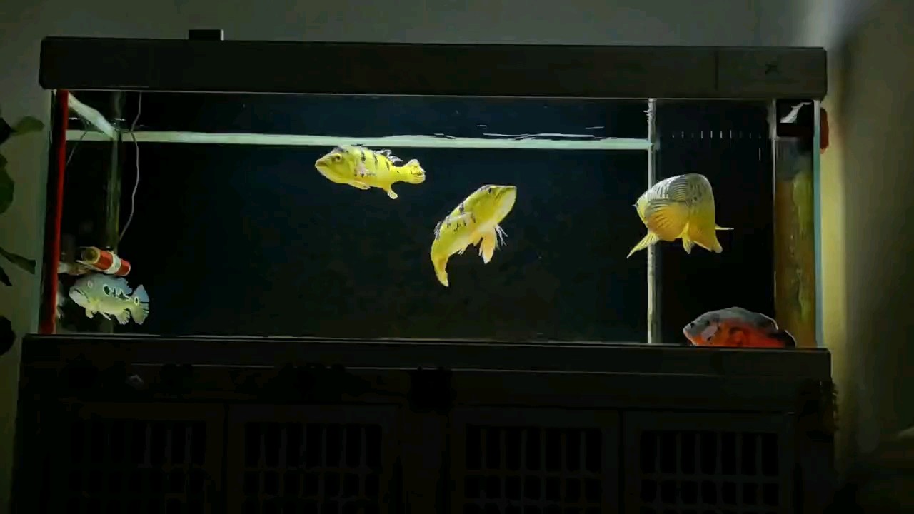 龍魚巴西亞
