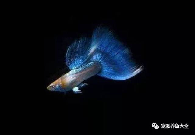 給我一些孔雀魚比賽的詳細信息