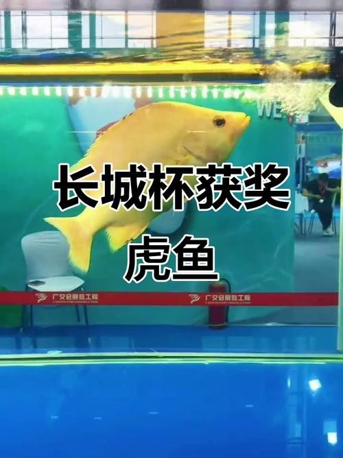 長城杯觀賞魚大賽2024