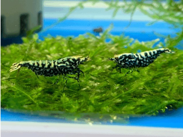 長城杯觀賞魚大賽2024