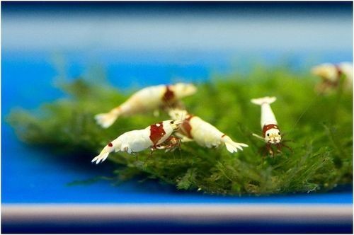 長城杯觀賞魚大賽2024