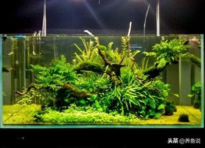 魚缸好與壞的區別（魚缸好與壞的區別：魚缸的好與壞可以從以下幾個方面進行區分）