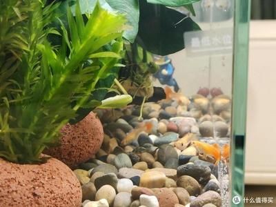 小魚未來魚缸值得買嗎：小魚未來魚缸用戶評價匯總 小魚未來魚缸值得買嗎：小魚未來魚缸用戶評價匯總 魚缸百科 第2張