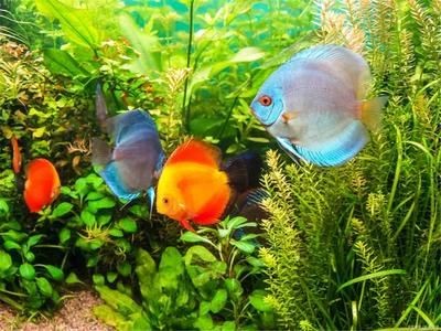 小魚未來魚缸值得買嗎：小魚未來魚缸用戶評價匯總 小魚未來魚缸值得買嗎：小魚未來魚缸用戶評價匯總 魚缸百科 第4張