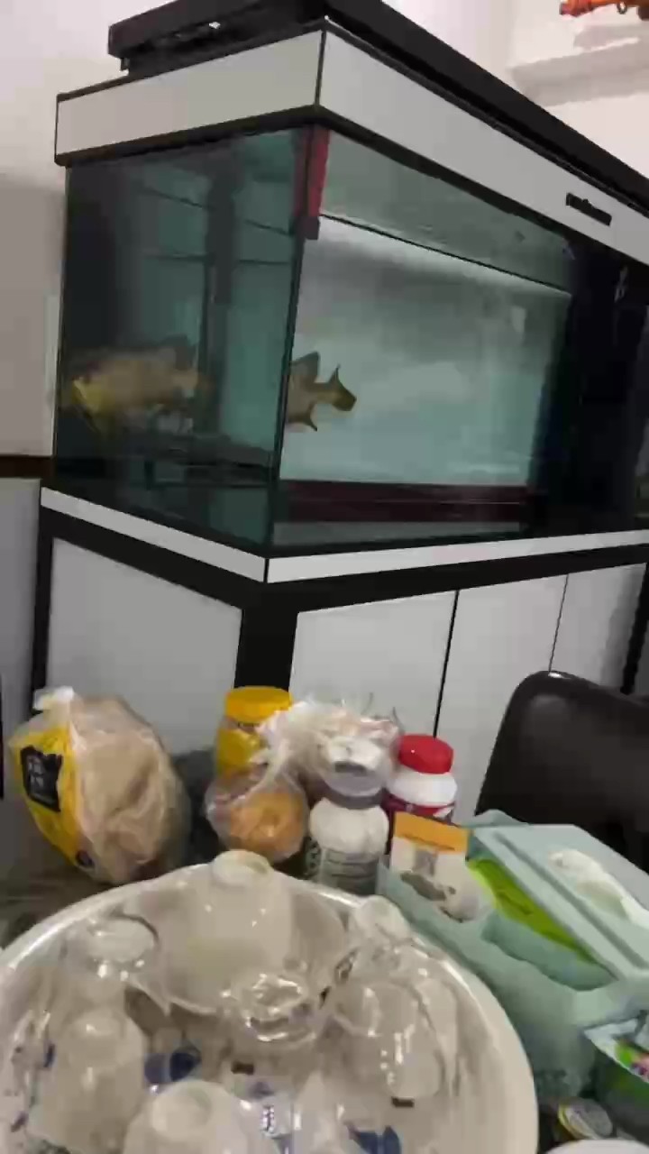 魚缸中的水牛