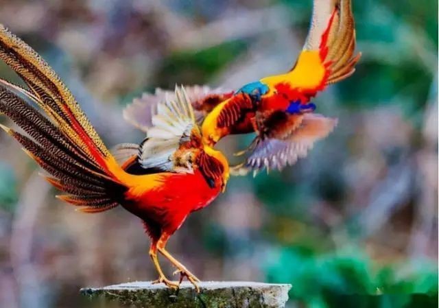 紅肚鳳凰為何不建議養(yǎng)