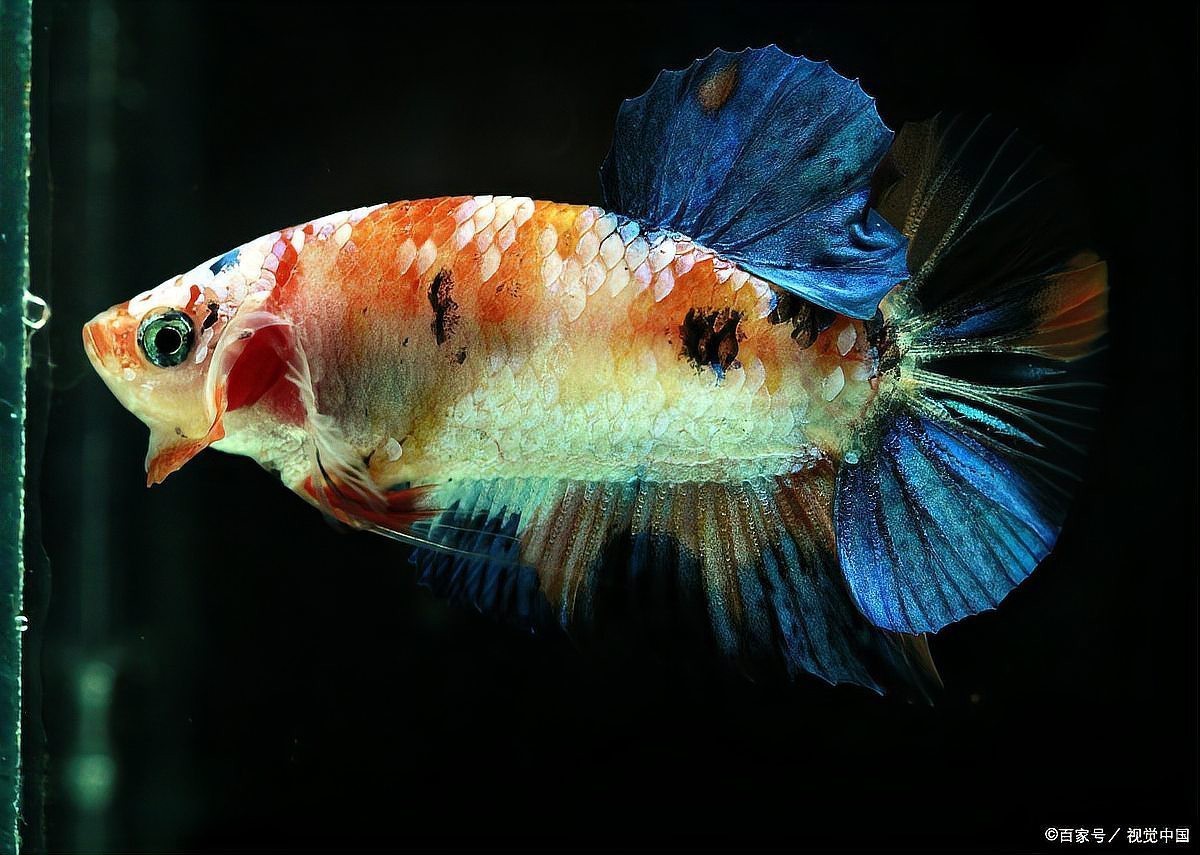 鳳凰魚多久生一次小魚