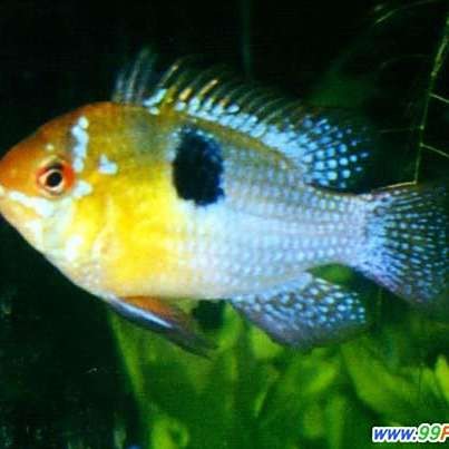 鳳凰魚多久生一次小魚