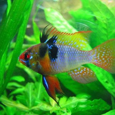 鳳凰魚多久生一次小魚