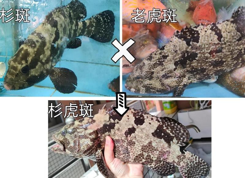 杉斑石斑魚一斤多少