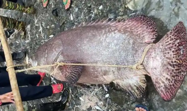 杉斑石斑魚一斤多少