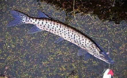 狗魚別名