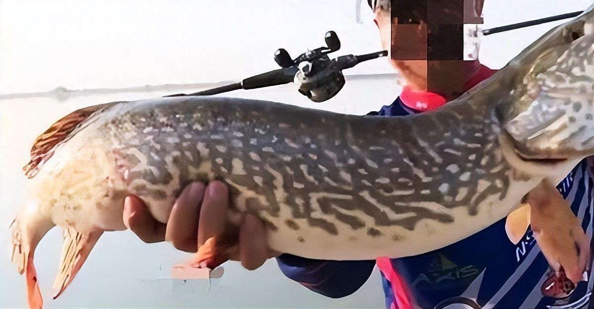 狗魚別名