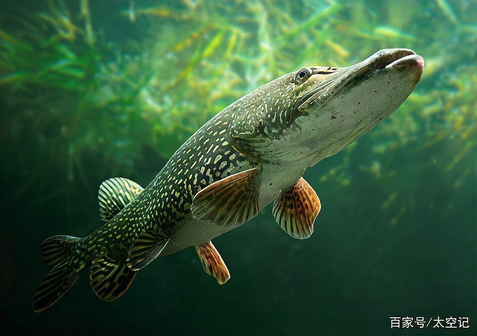狗魚別名