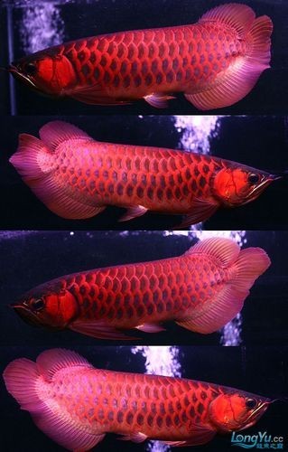 長城龍魚2023年有哪些新品種？