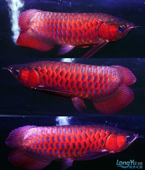 長城龍魚2023年有哪些新品種？