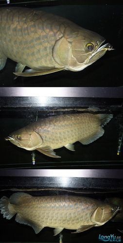 長城龍魚2023年有哪些新品種？