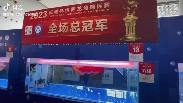 長城龍魚2023年有哪些新品種？