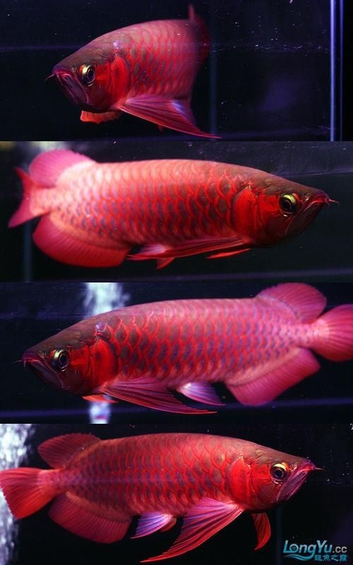 長城龍魚2023年有哪些新品種？
