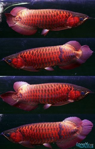 長城龍魚2023年有哪些新品種？