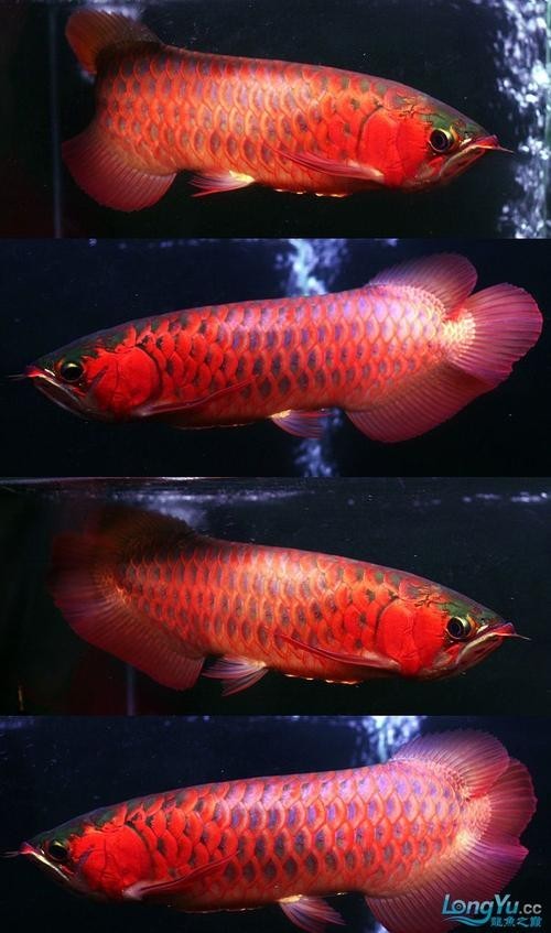 長城龍魚2023年有哪些新品種？