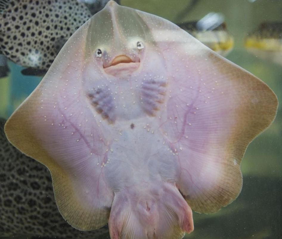 魟魚懷孕十天了圖片