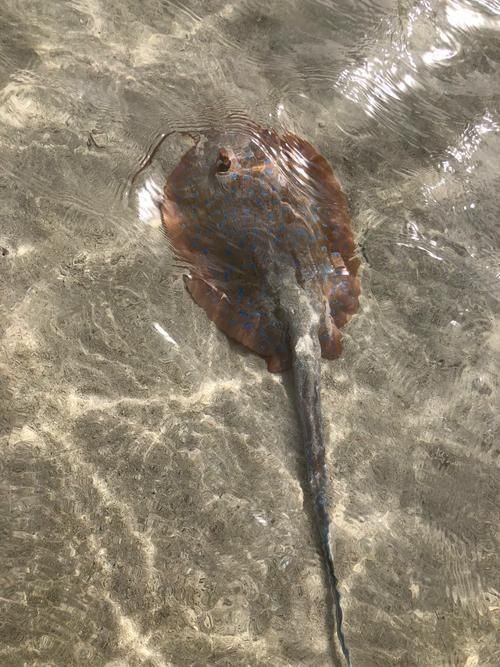 魟魚懷孕十天了圖片