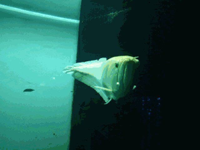 魟魚懷孕十天了圖片