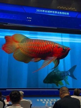 廣州龍魚展會時間表