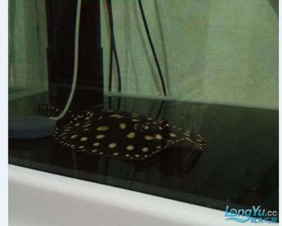 龍魚翹嘴什么情況下開口了：如何判斷龍魚翹嘴開口的時間