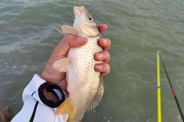 龍魚翹嘴什么情況下開口了：如何判斷龍魚翹嘴開口的時間