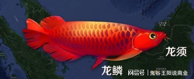 龍魚(yú)割雙眼皮：割雙眼皮手術(shù)的風(fēng)險(xiǎn)有哪些？
