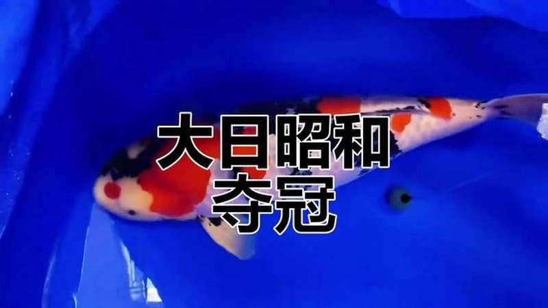 世界金魚大賽冠軍視頻播放