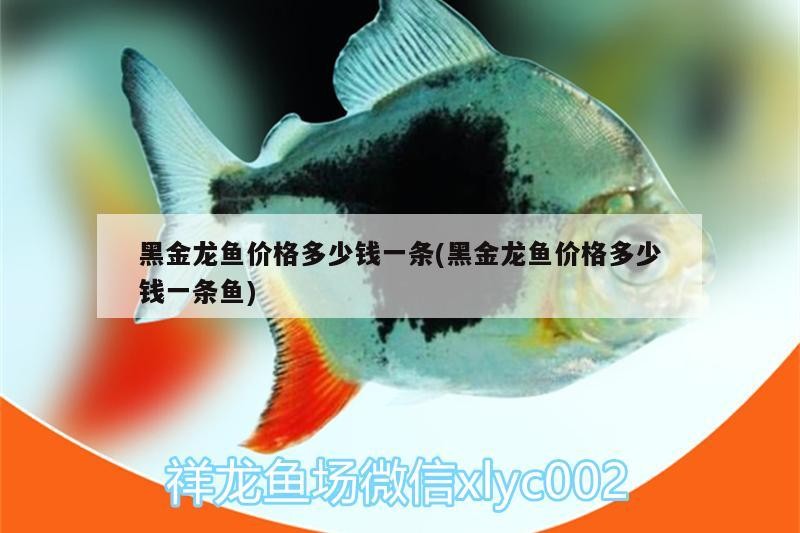 紅線魚是海魚嗎
