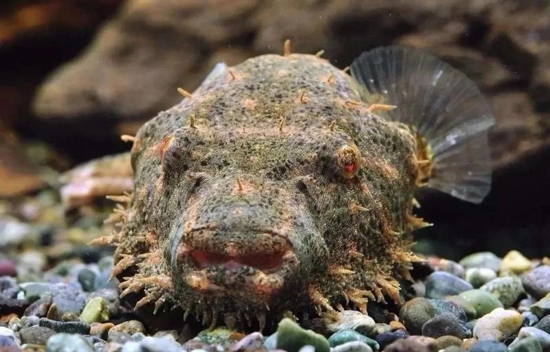 狗頭魚是淡水魚嗎
