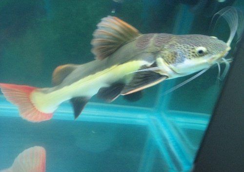 皇冠三間魚多少錢一條
