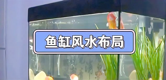魚擺件放客廳大忌
