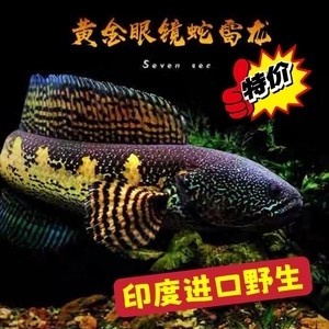 曲阜市坎水金魚店（曲阜市坎水金魚店電話）
