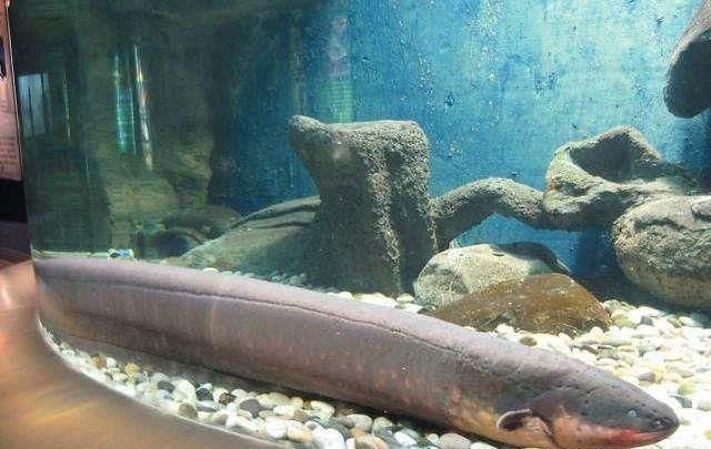 電鰻的神秘世界：養電鰻需要一個至少2米大的魚缸并且要注意水質、喂食和疾病預防
