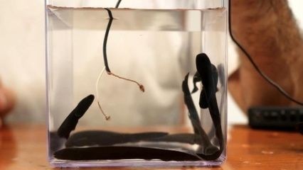 電鰻的神秘世界：養(yǎng)電鰻需要一個(gè)至少2米大的魚缸并且要注意水質(zhì)、喂食和疾病預(yù)防