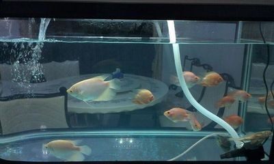 養(yǎng)珊瑚魚缸的配置大概多少錢：養(yǎng)珊瑚魚缸多少錢