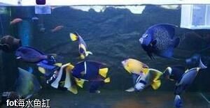 養(yǎng)珊瑚魚缸的配置大概多少錢：養(yǎng)珊瑚魚缸多少錢