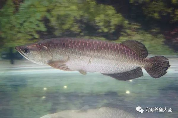 龍魚鰭變黑：龍魚鰭變黑可能由多種因素引起，