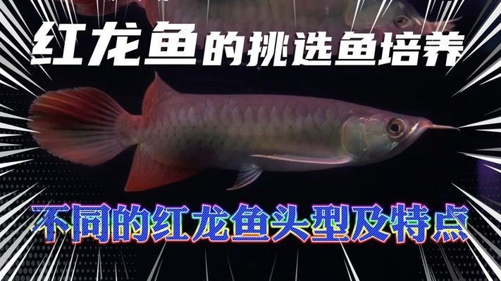 扔魚缸的4大忌