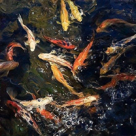 紅白鯉魚代表什么