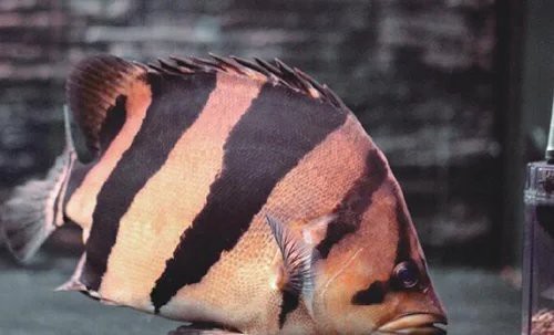 三紋虎魚是哪里的