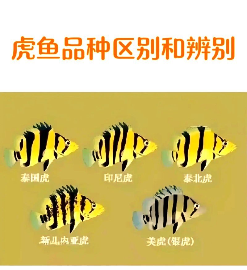 三紋虎魚是哪里的