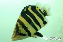 三紋虎魚是哪里的