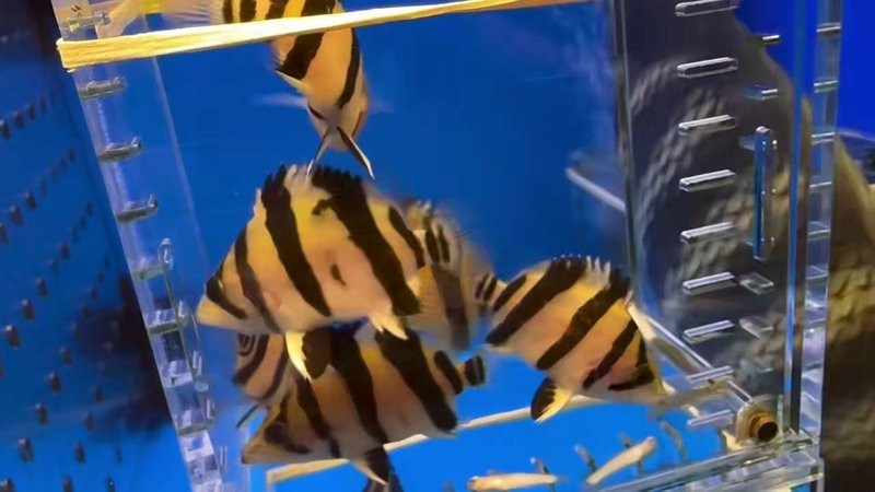 三紋虎魚是哪里的